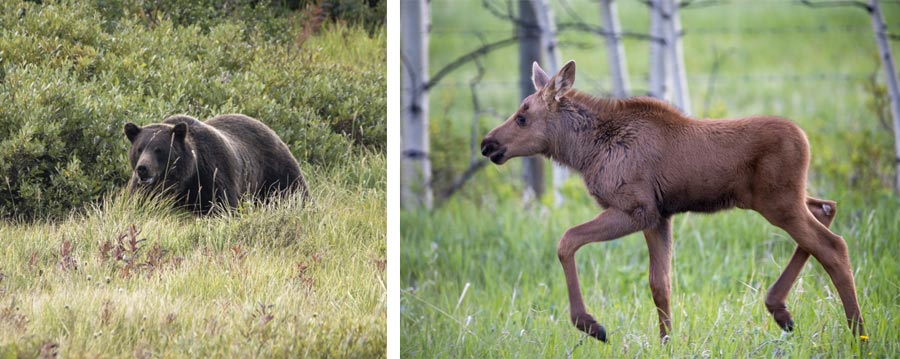 grizzly and moose calf