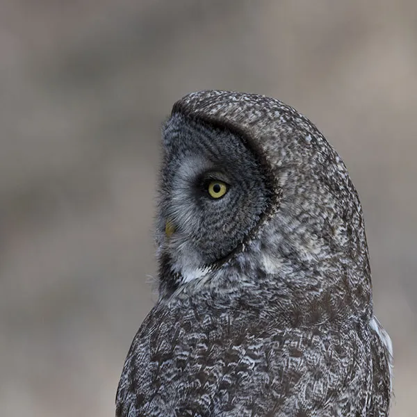 grey owl