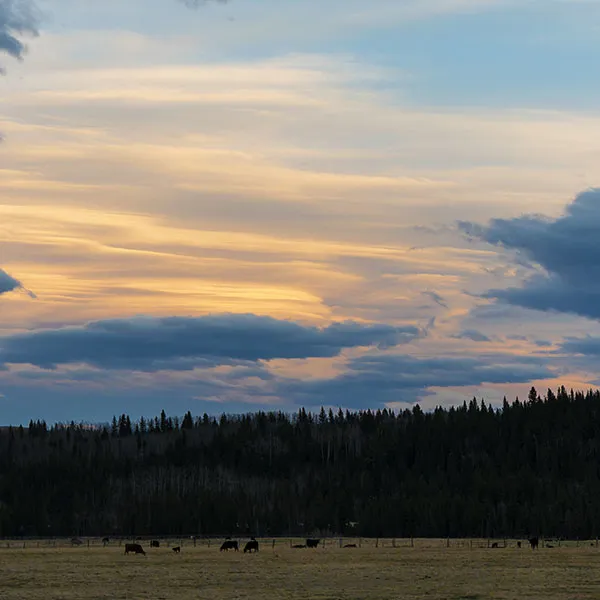 chinook sky