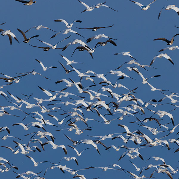 flock of snow geese