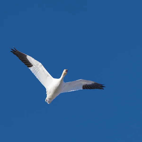 snow goose