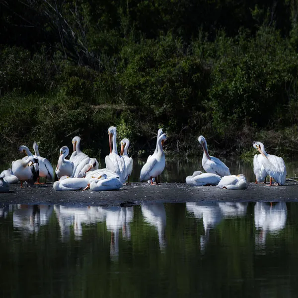 pelicans DSC 4854 600