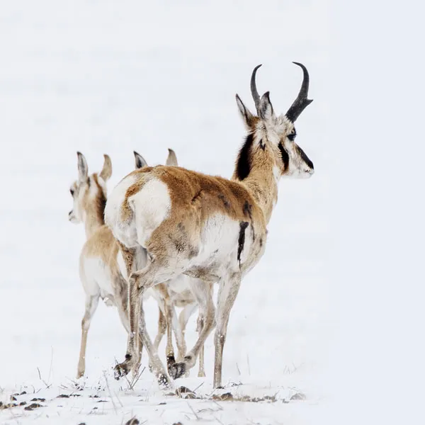 pronghorn