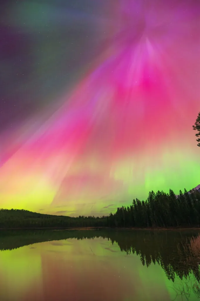 _coronal-dancer-twoDSC_5409-800