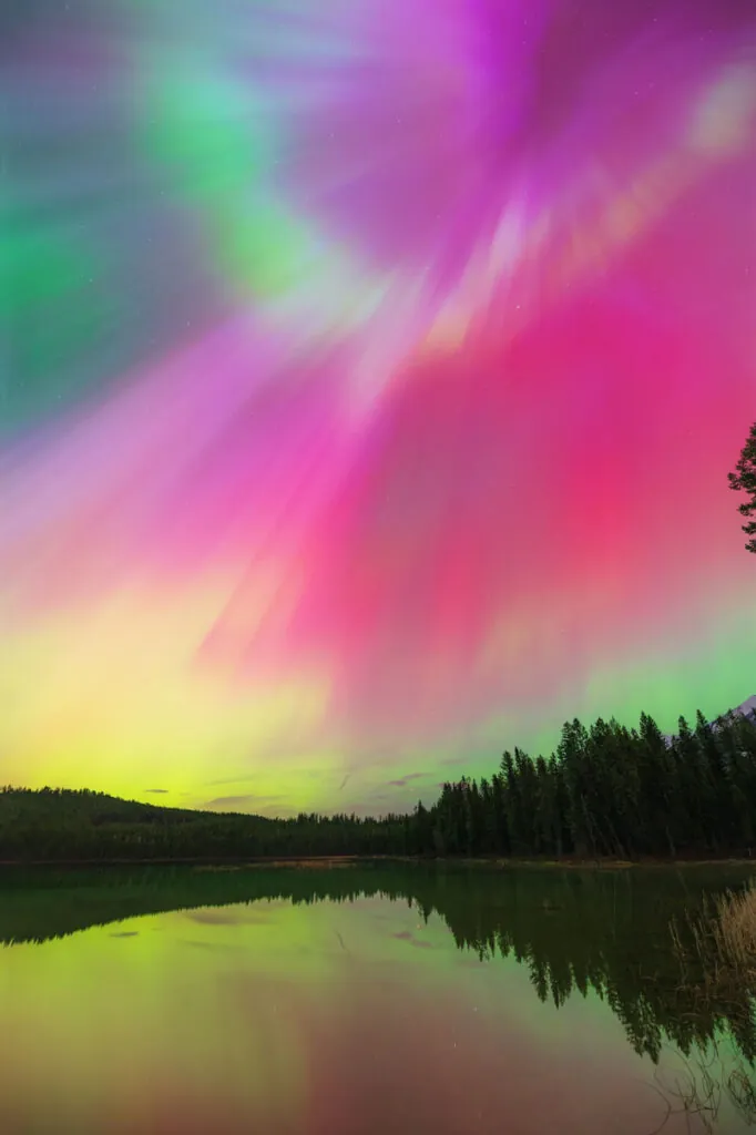 _coronal-dancer-twoDSC_5427-800