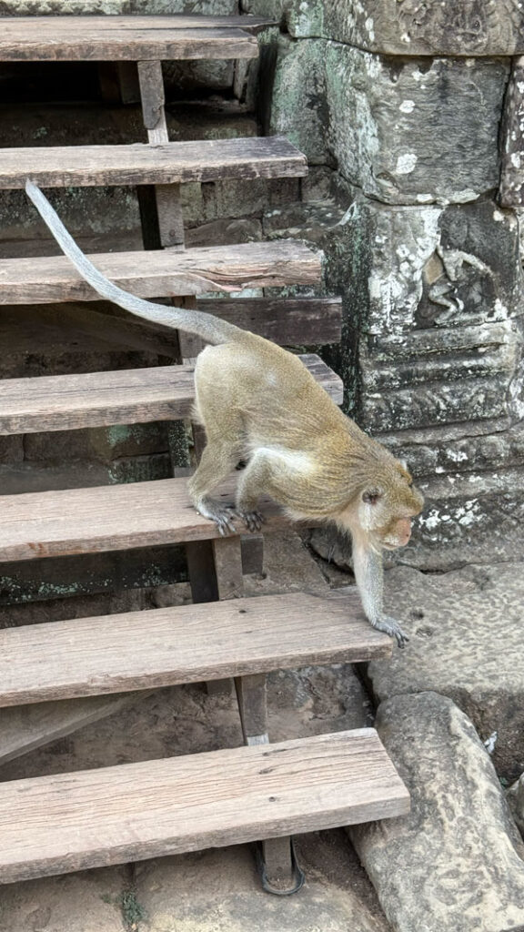 monkey