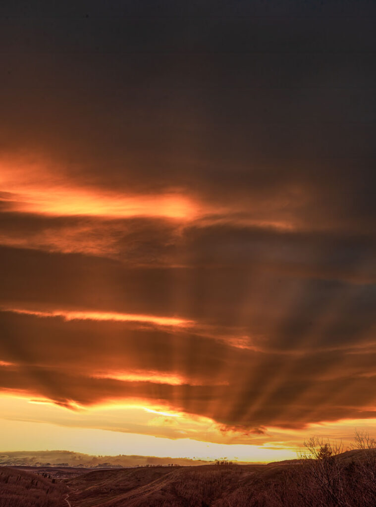 chinook rays