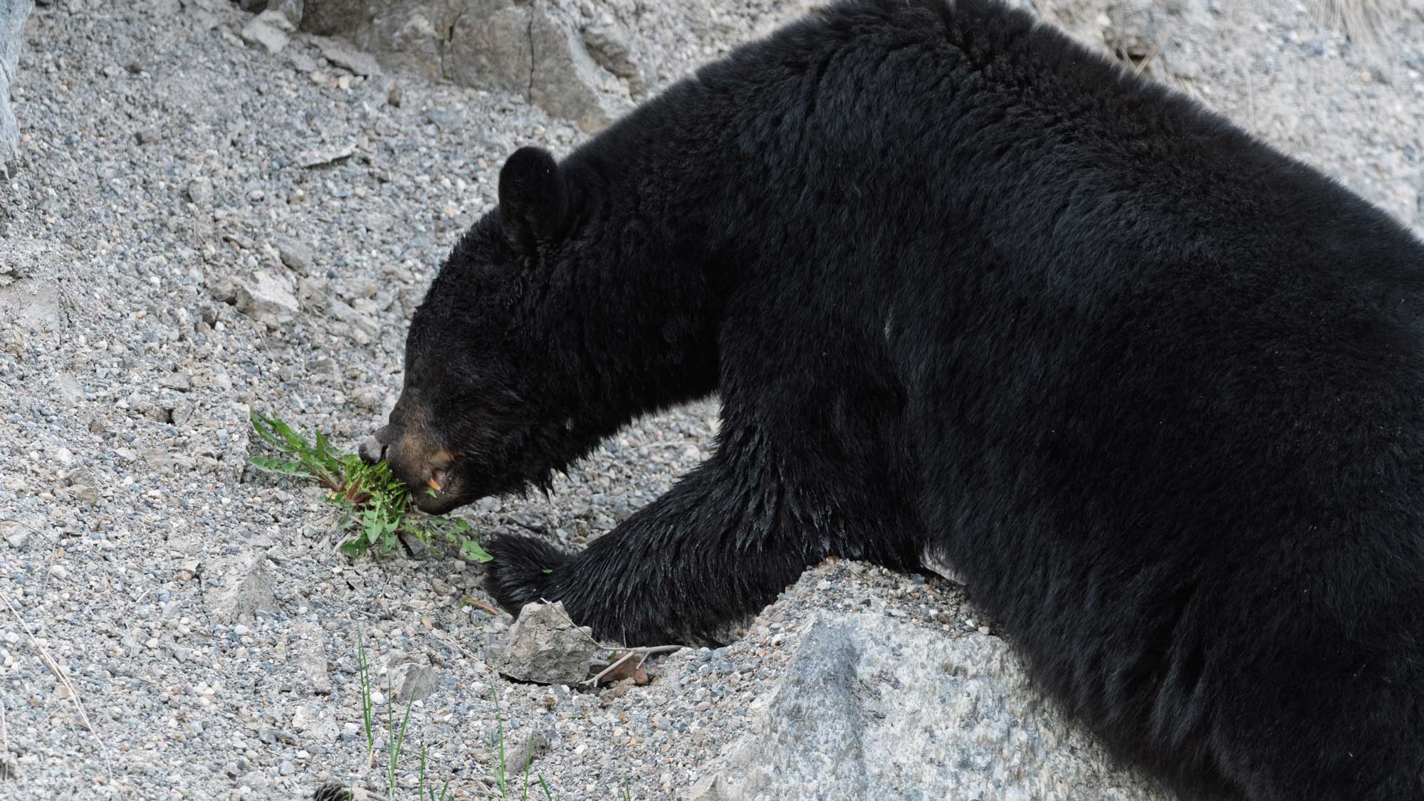 Black bear eating