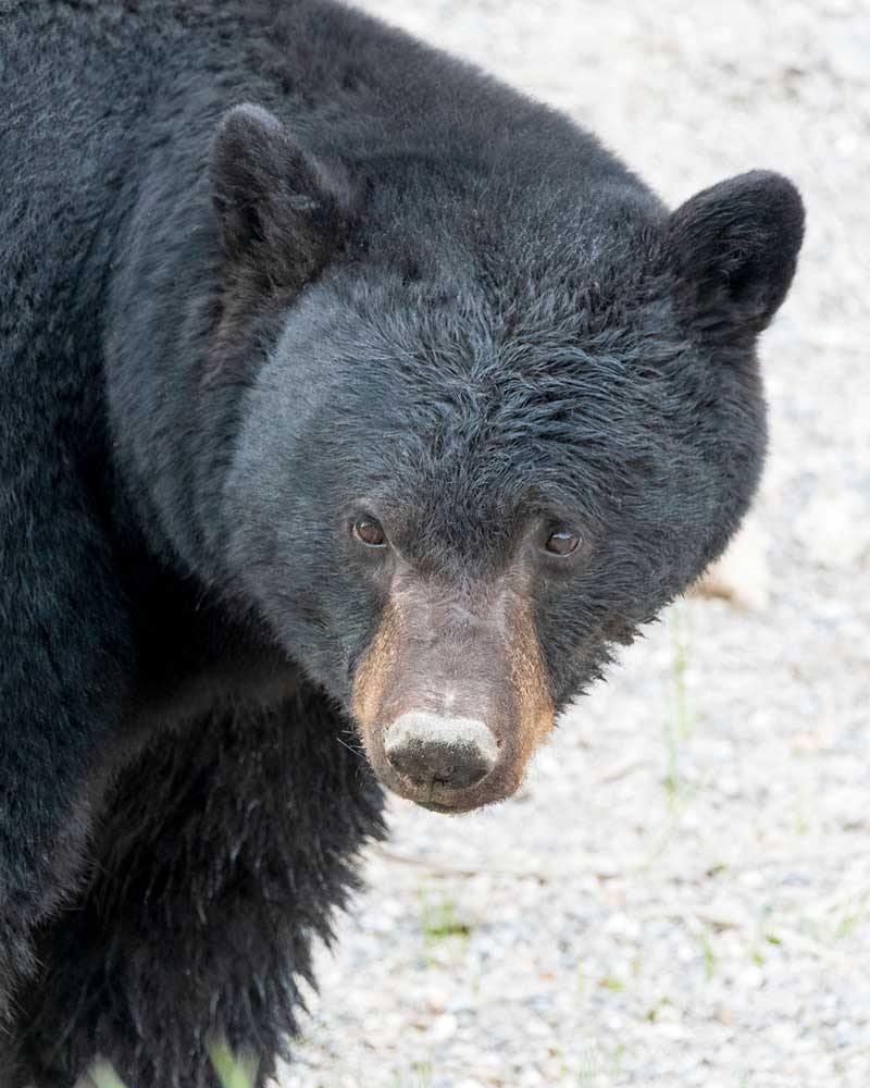 black bear