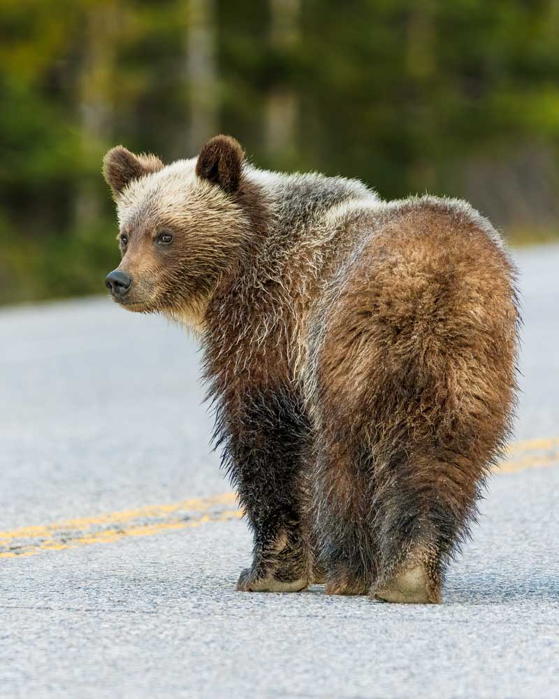 Grizzly cub