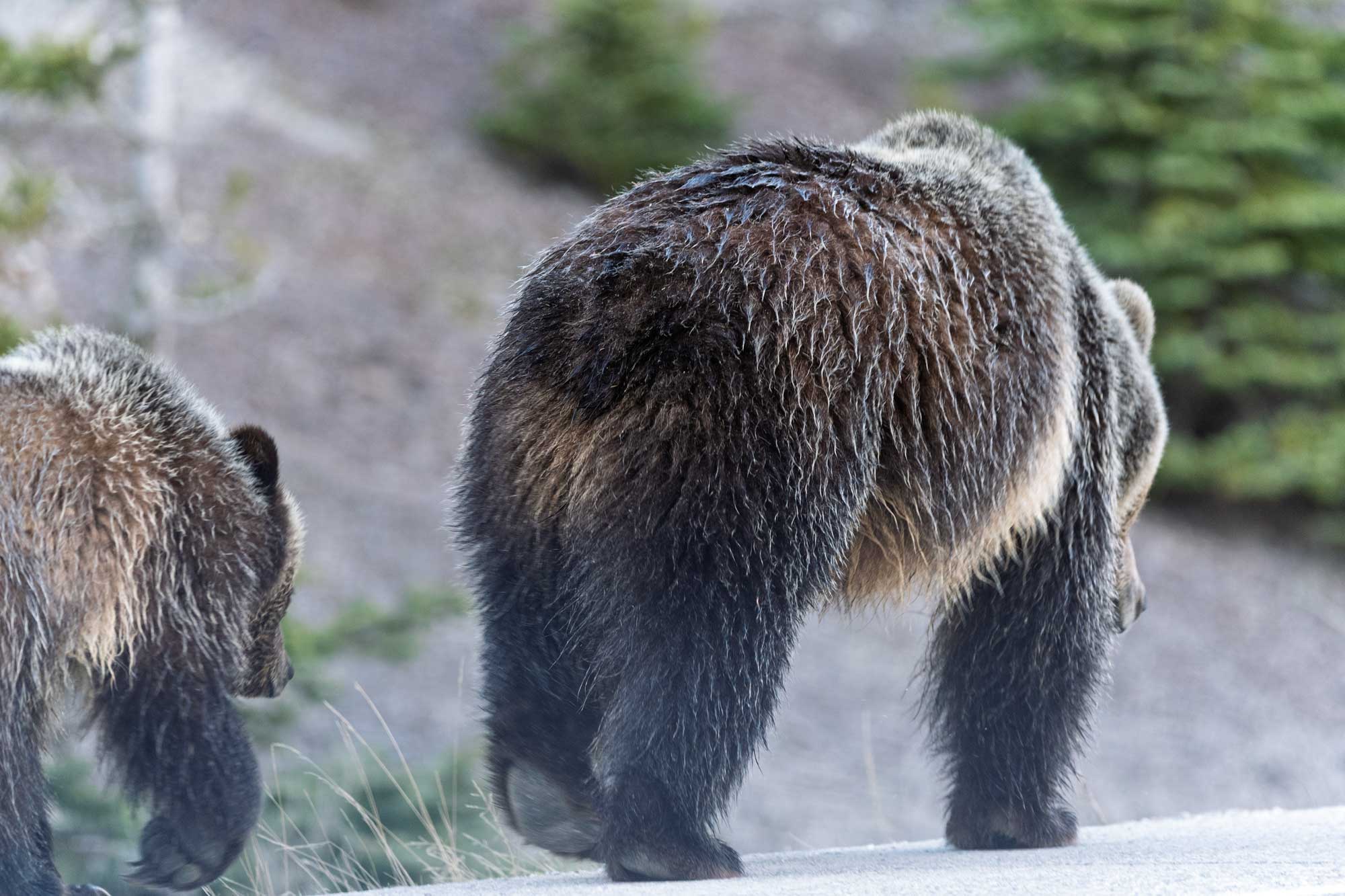 Grizzlies walking casually along the road