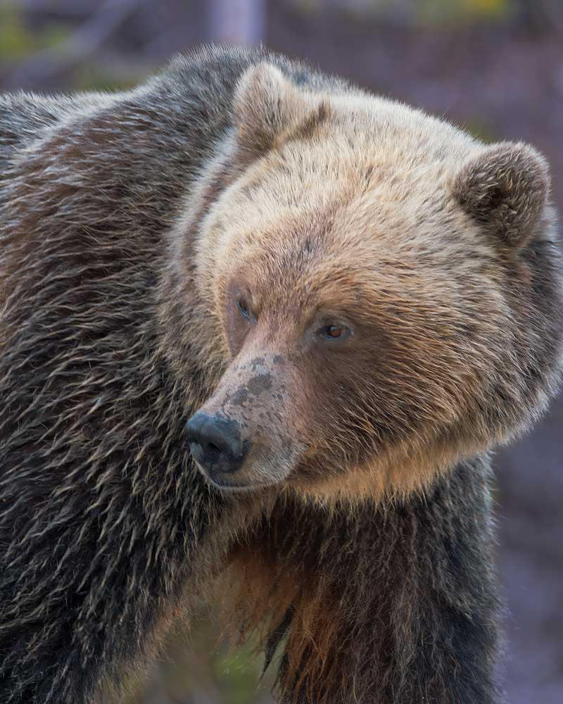 Grizzly sow