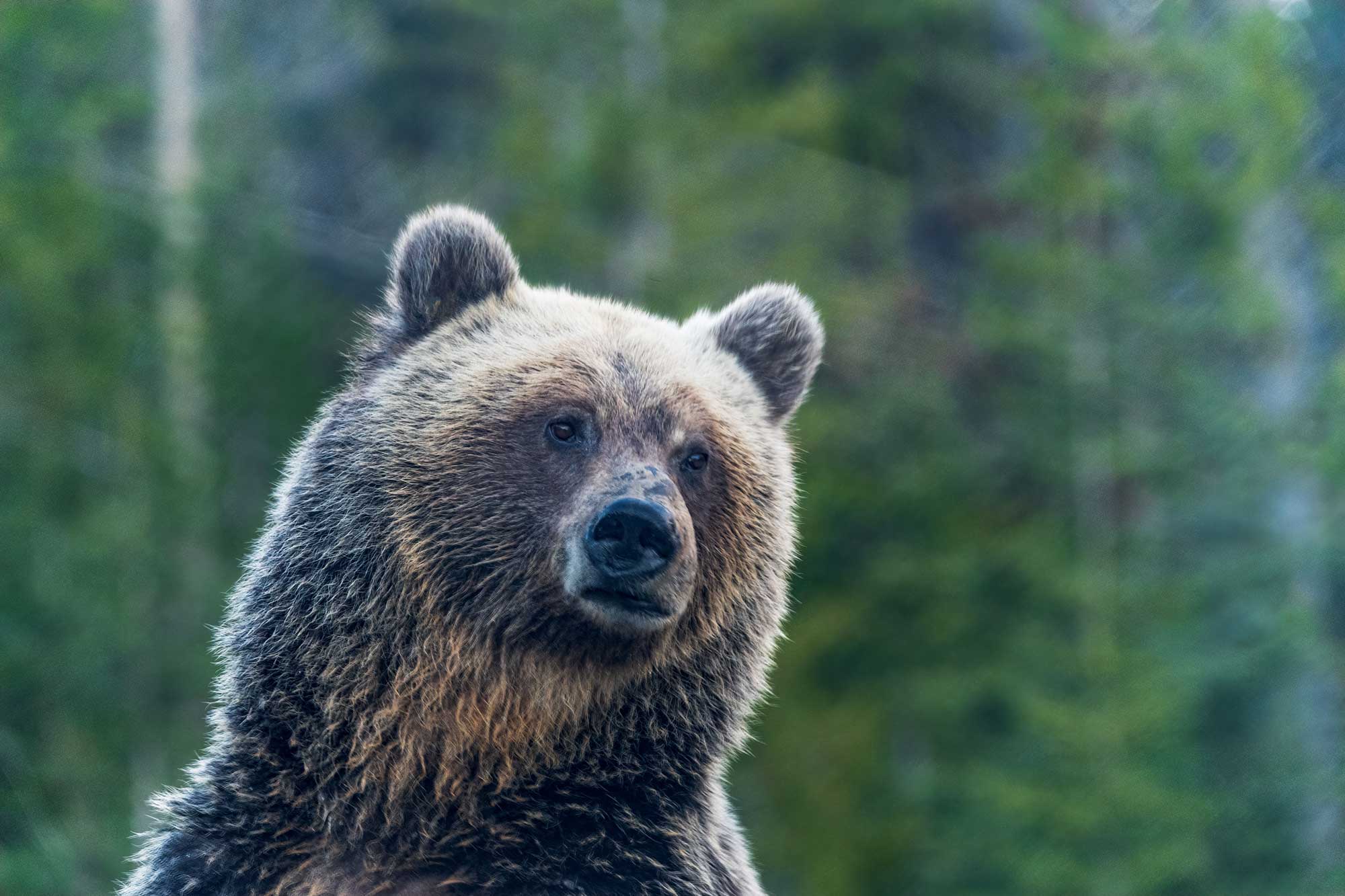 grizzly bear sow sniffing the wind