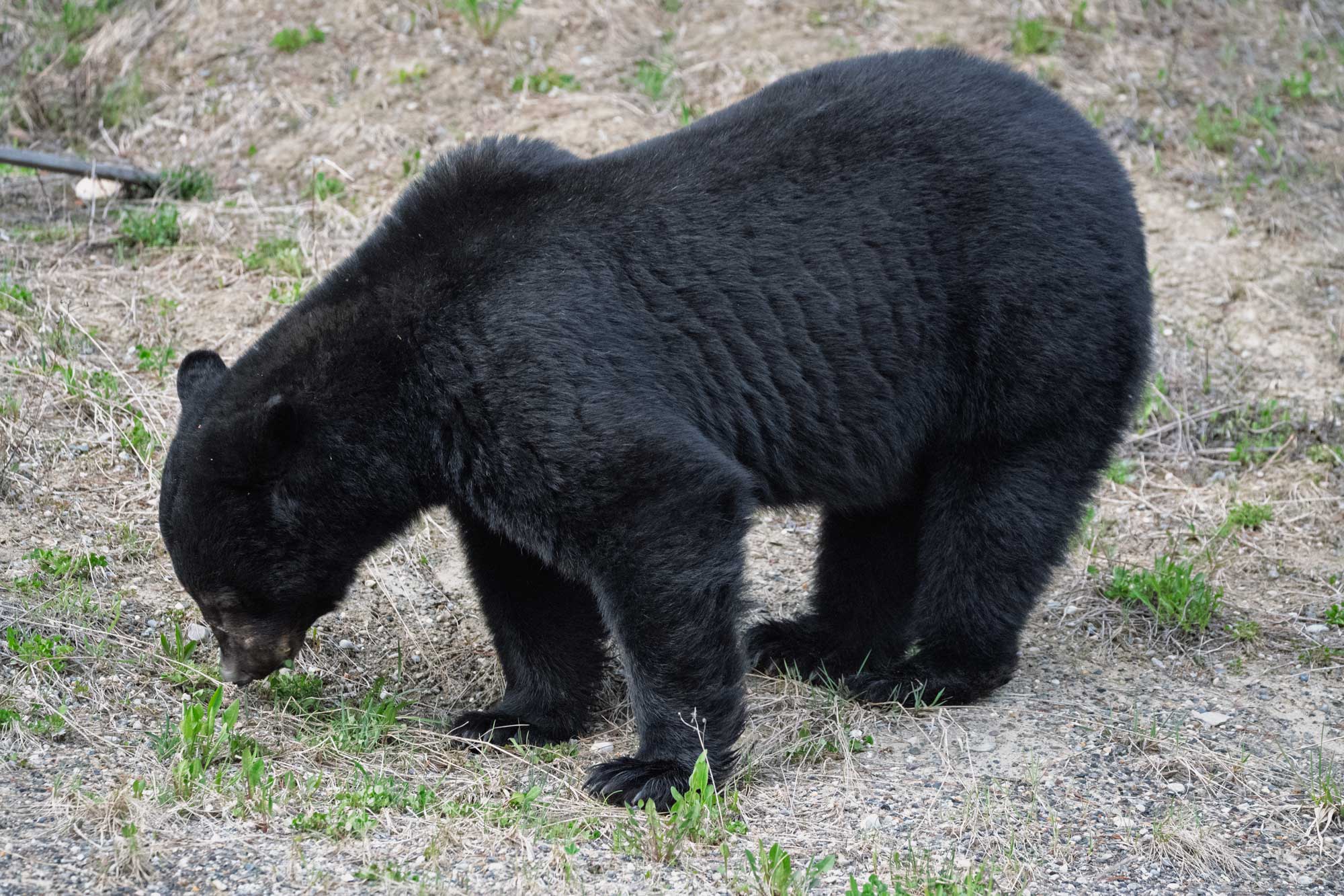 black bear