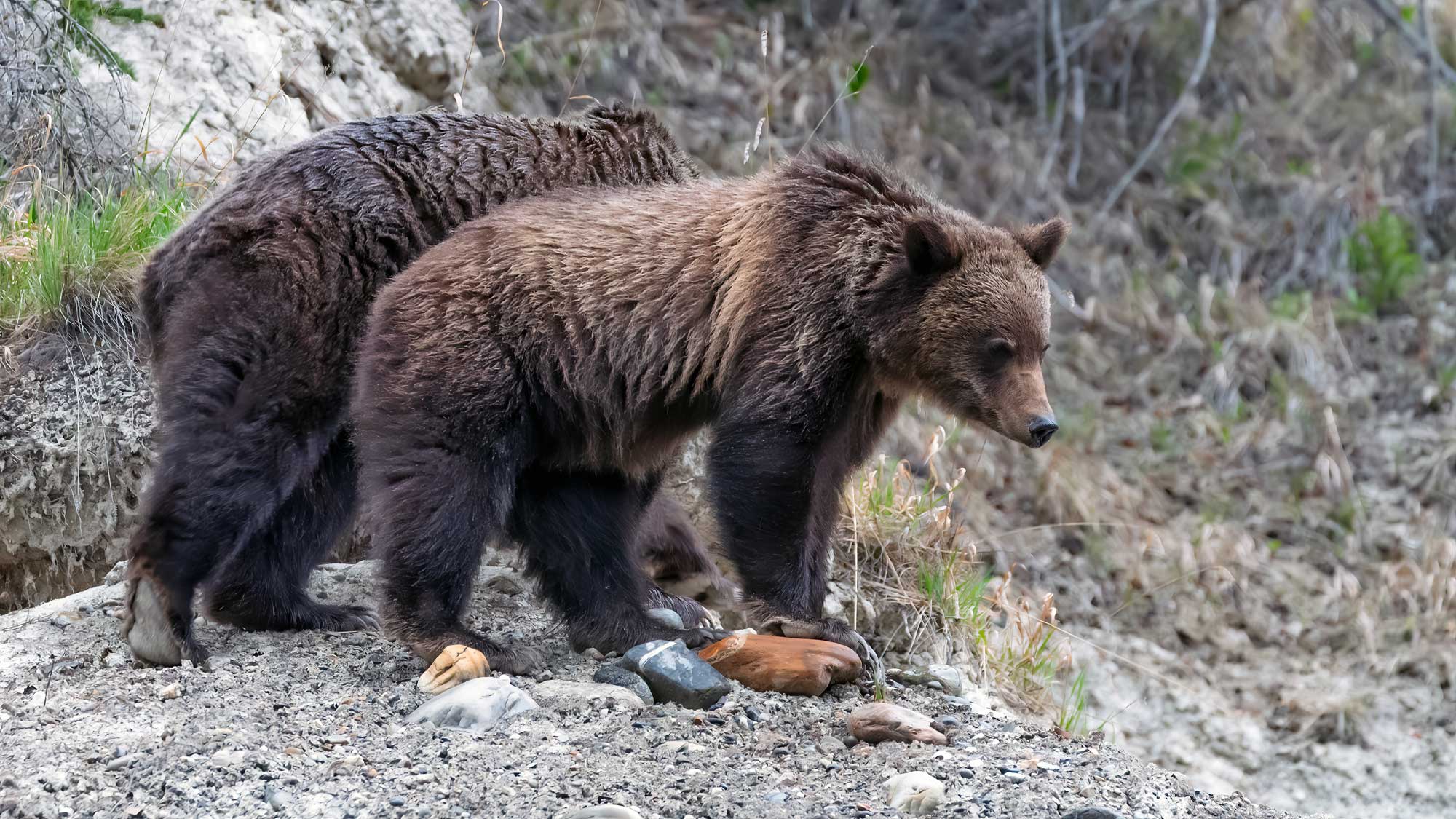 Grizzly cub looking down at a truck below