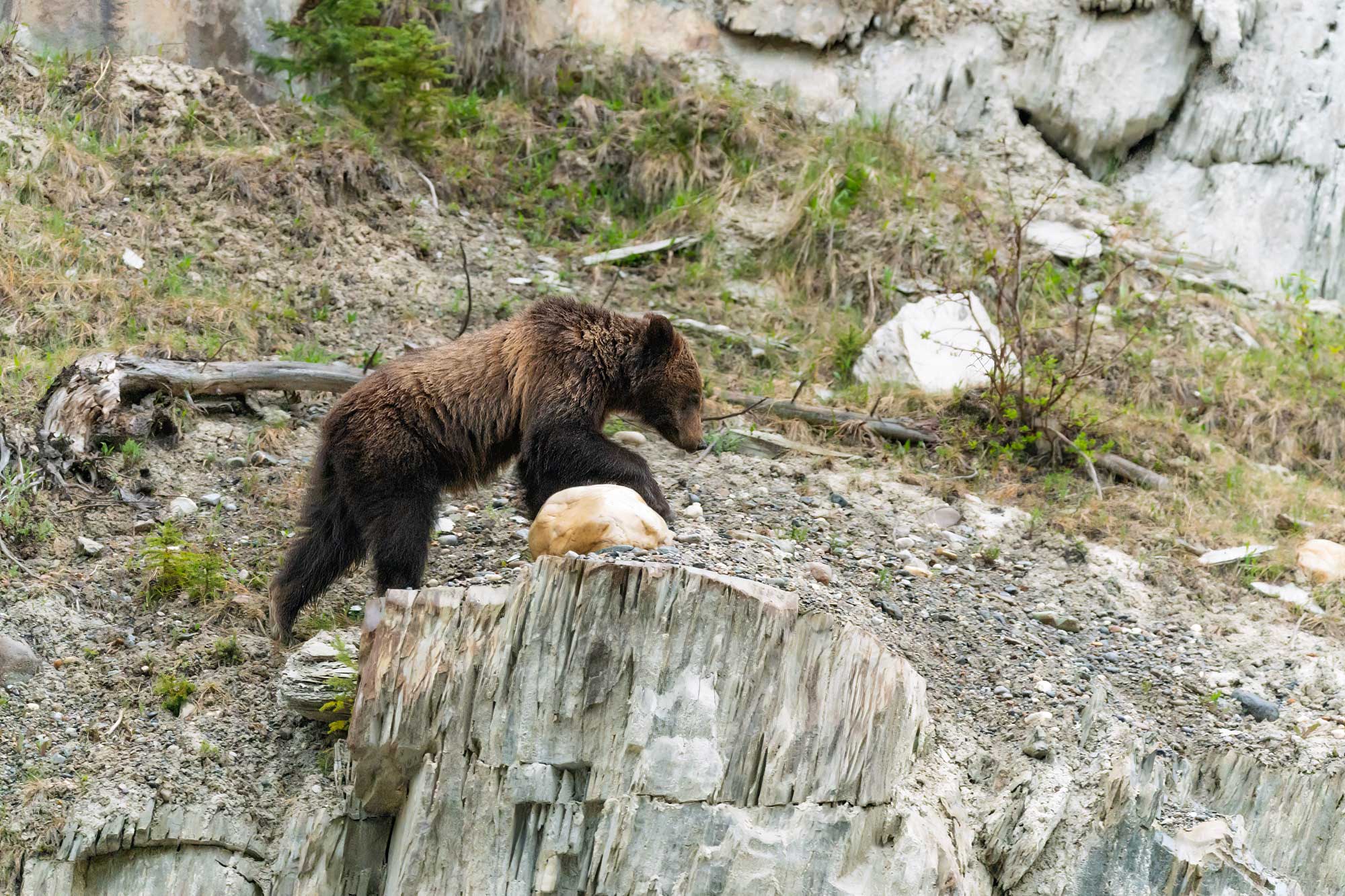 Grizzly cub