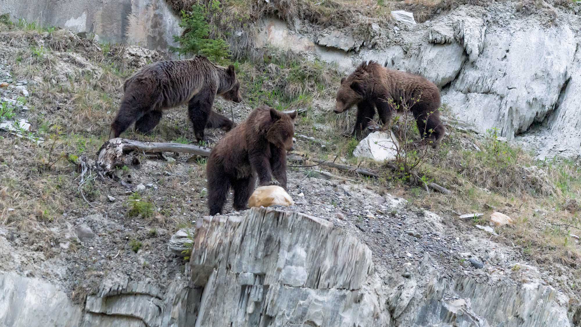 Sow and twin cubs