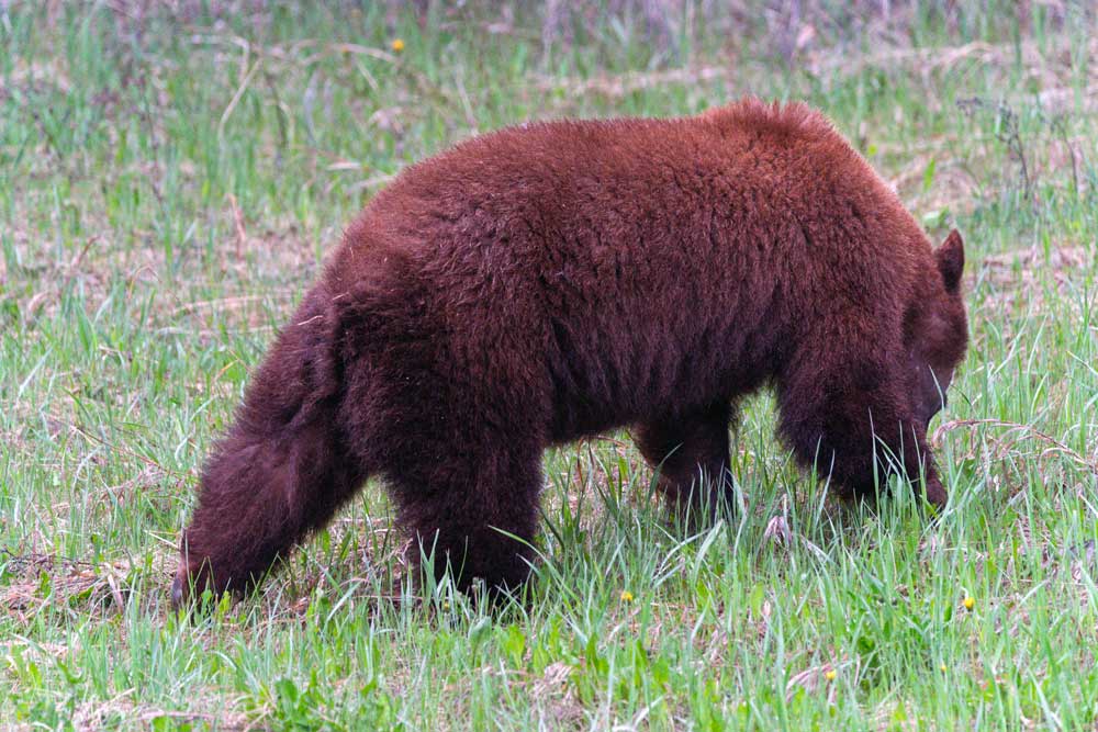Cinnamon black bear