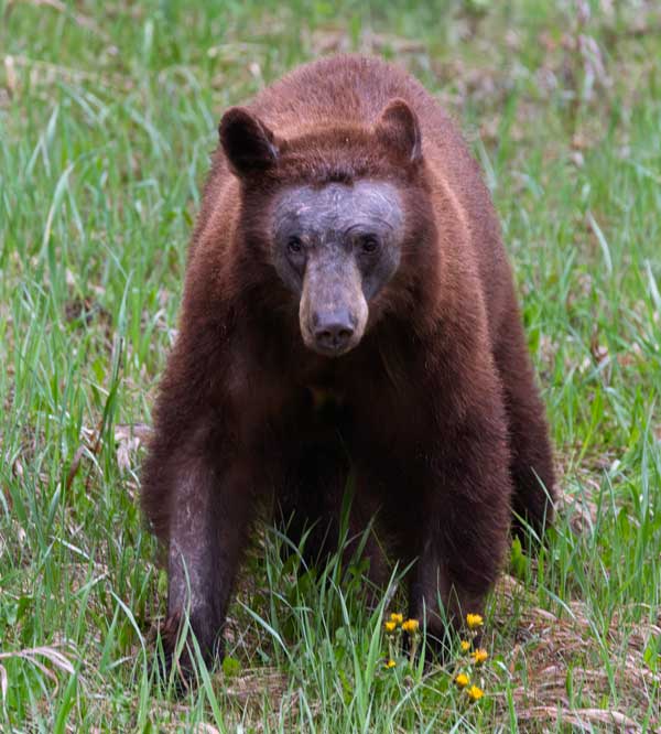 Cinnamon black ber